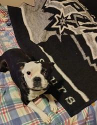 Lost Male Dog last seen Southcross and Zarzamora, San Antonio, TX 78211