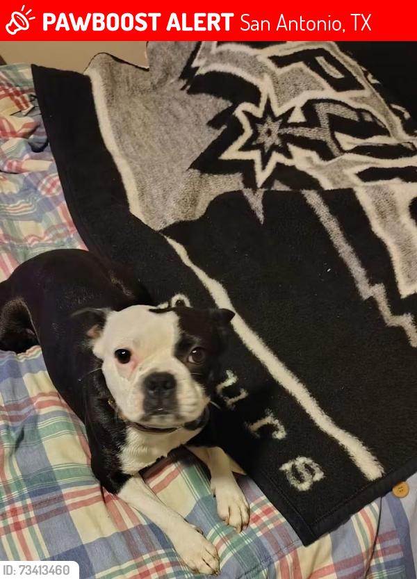 Lost Male Dog last seen Southcross and Zarzamora, San Antonio, TX 78211