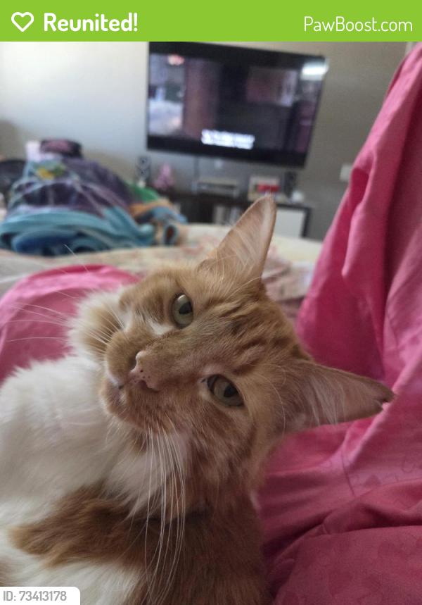 Reunited Male Cat last seen Newport and Murrieta Rd, Menifee, CA 92584