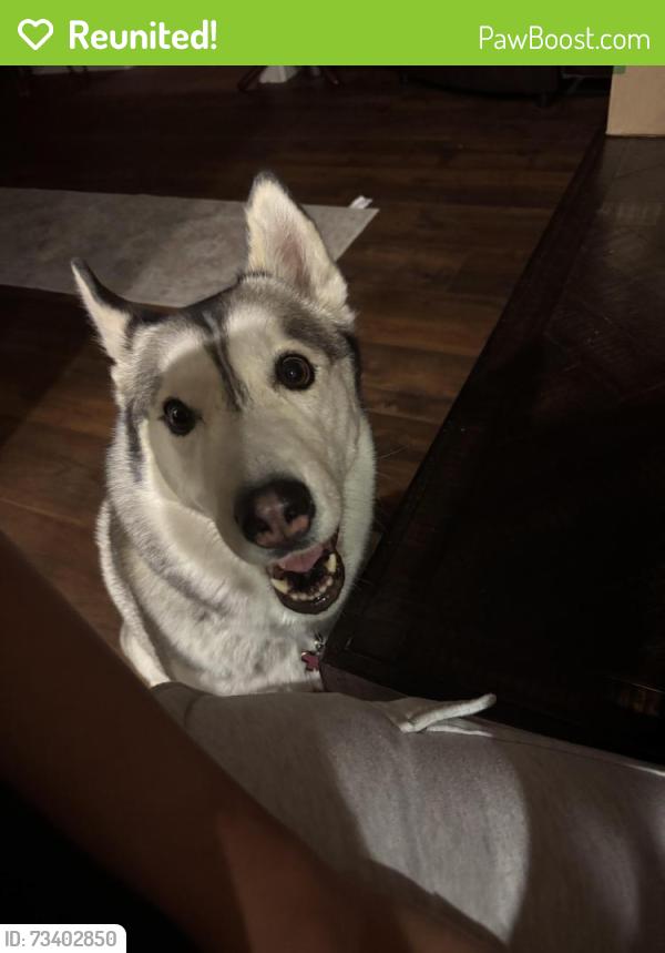 Reunited Female Dog last seen Verbena rd and Seneca rd, Adelanto, CA 92301