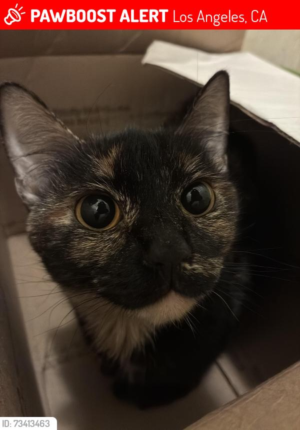 Lost Female Cat last seen Near tilden aveune, Los Angeles, CA 91401