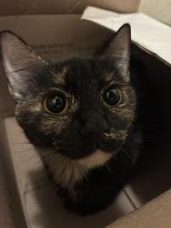 Lost Female Cat last seen Near tilden aveune, Los Angeles, CA 91401