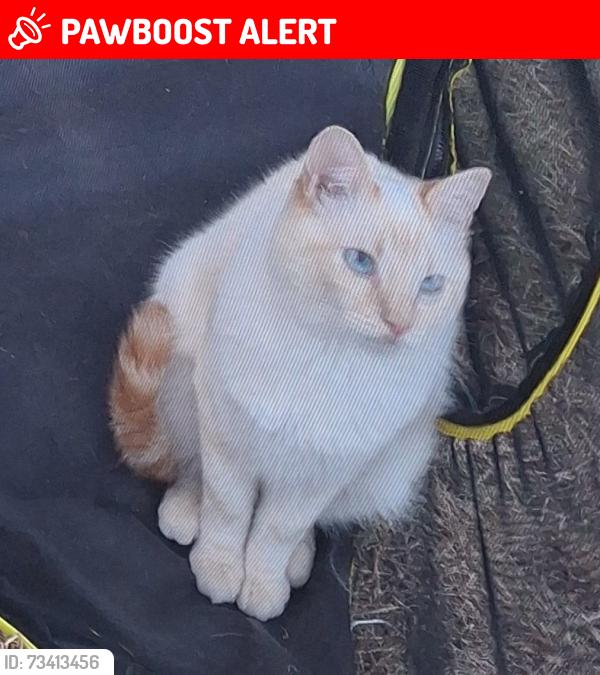 Lost Male Cat last seen Lives at 8814 S 121th St - off 87th Ave S, Bryn Mawr-Skyway, WA 98178
