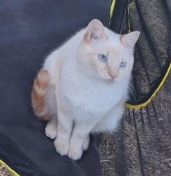 Lost Male Cat last seen Lives at 8814 S 121th St - off 87th Ave S, Bryn Mawr-Skyway, WA 98178