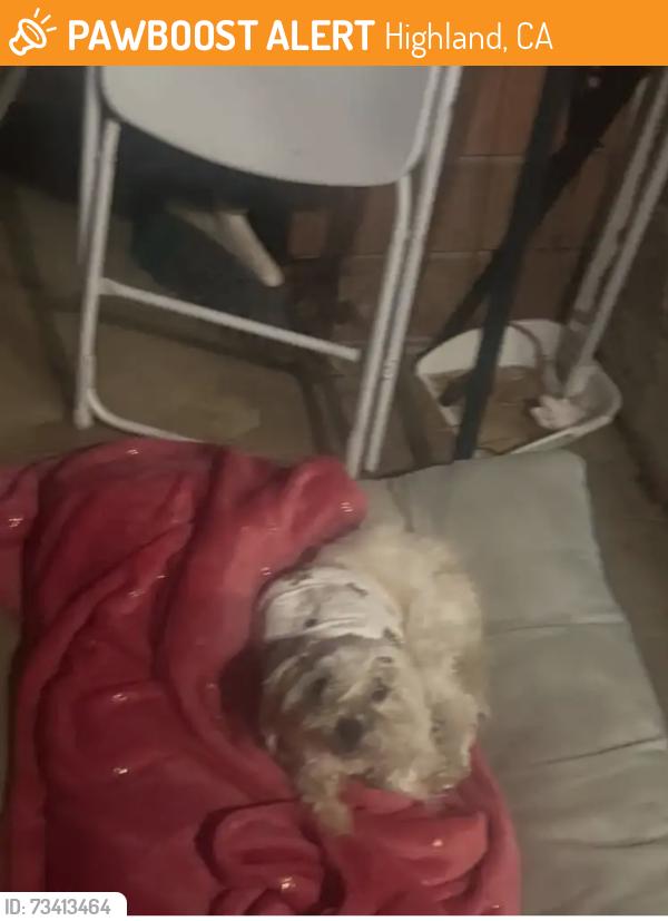 Found/Stray Female Dog last seen Pacific and Victoria, Highland, CA 92346
