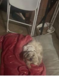 Found/Stray Female Dog last seen Pacific and Victoria, Highland, CA 92346