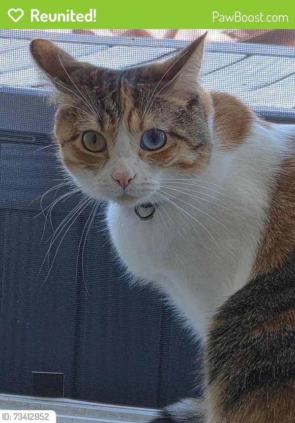 Reunited Female Cat last seen Rancho De Napa, Yountville, CA 94599