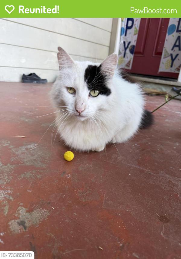 Reunited Male Cat last seen Strobridge ave, Castro Valley, CA 94546