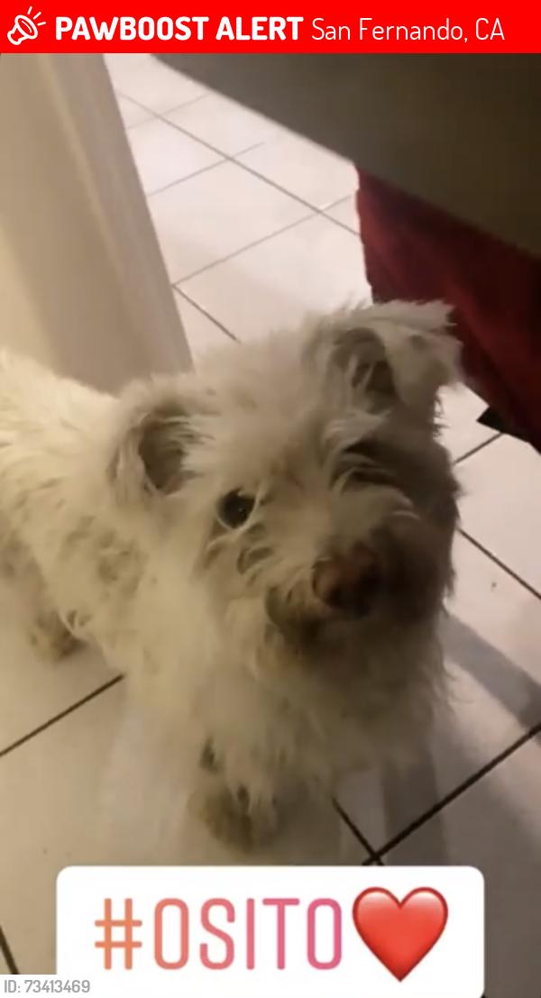 Lost Male Dog last seen Borden St Arroyo St, San Fernando, CA 91341