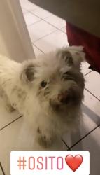 Lost Male Dog last seen Borden St Arroyo St, San Fernando, CA 91341