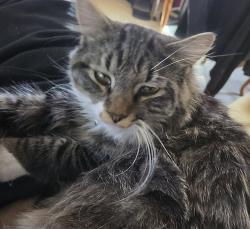 Lost Male Cat last seen Sagebrush st, Wadsworth, NV 89442