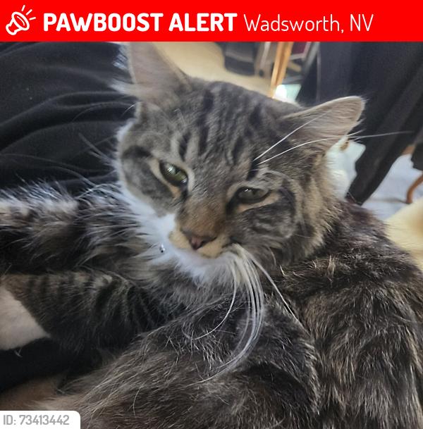 Lost Male Cat last seen Sagebrush st, Wadsworth, NV 89442