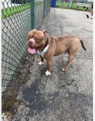 Lost Male Dog last seen south pittsburgh st connellsville pa, Connellsville, PA 15425