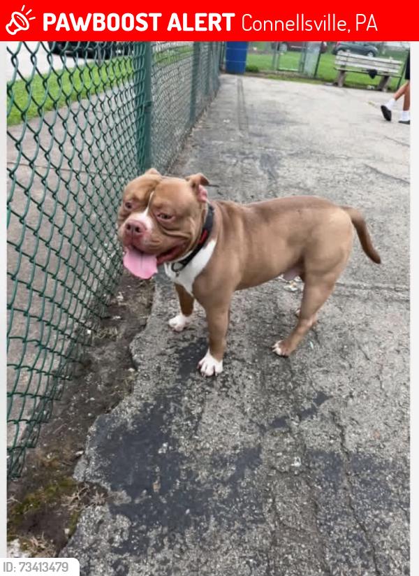 Lost Male Dog last seen south pittsburgh st connellsville pa, Connellsville, PA 15425