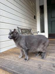 Found/Stray Unknown Cat last seen Christian valley road, Auburn CA, Placer County, CA 95602