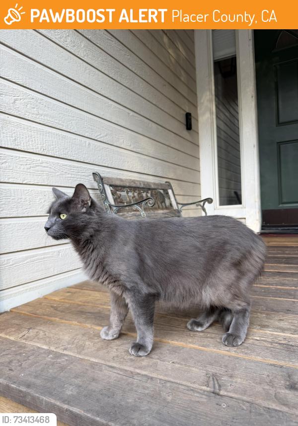 Found/Stray Unknown Cat last seen Christian valley road, Auburn CA, Placer County, CA 95602