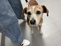 Found/Stray Male Dog last seen Chase bank, San Bernardino, CA 92405