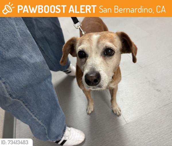 Found/Stray Male Dog last seen Chase bank, San Bernardino, CA 92405