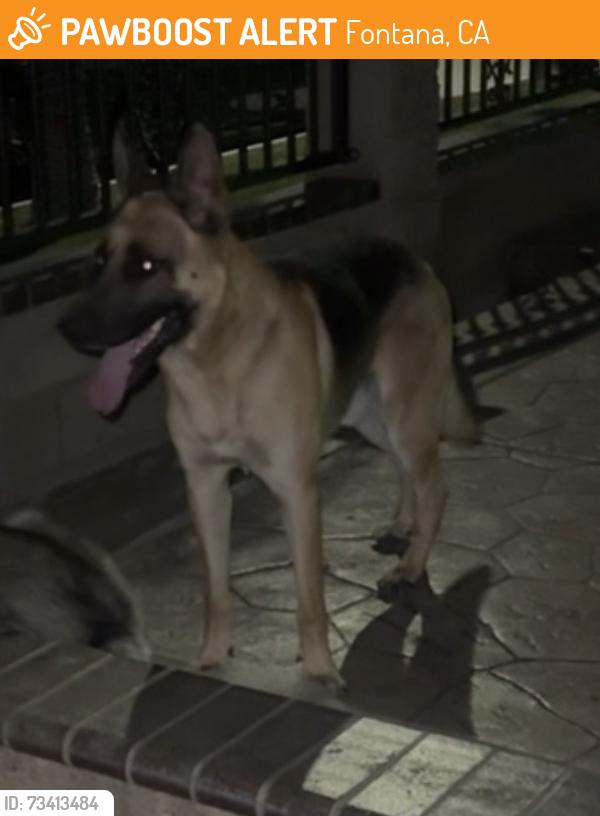 Found/Stray Male Dog last seen oleander ave, Fontana, CA 92335