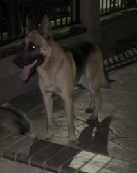 Found/Stray Male Dog last seen oleander ave, Fontana, CA 92335