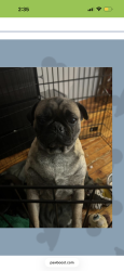 Lost Female Dog last seen Memphis ave, Cleveland, OH 44144