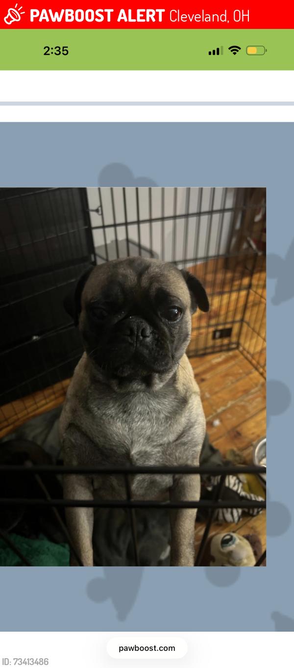 Lost Female Dog last seen Memphis ave, Cleveland, OH 44144