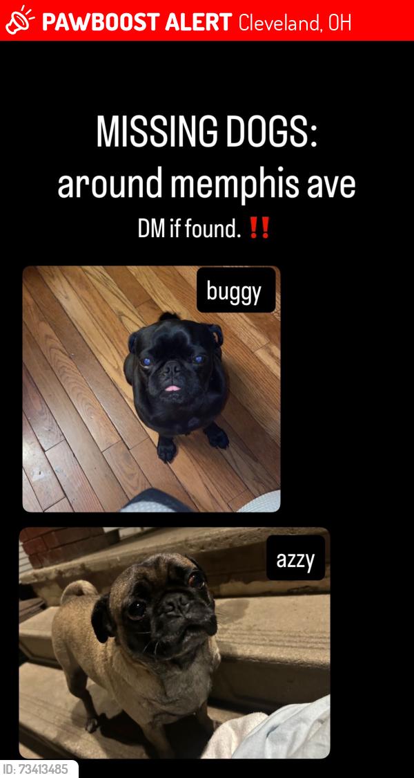 Lost Female Dog last seen memphis ave near bella’s pizza, Cleveland, OH 44144
