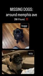 Lost Female Dog last seen memphis ave near bella’s pizza, Cleveland, OH 44144