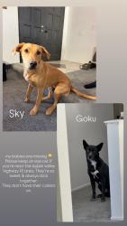 Lost Male Dog last seen Standing rock & Joshua Rd, San Bernardino County, CA 92307