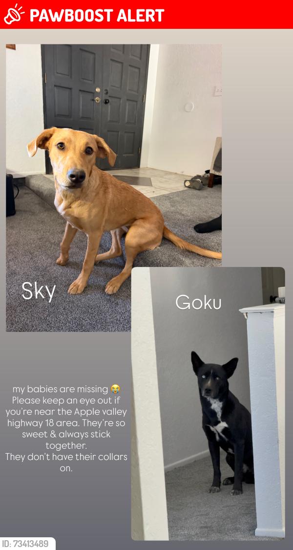 Lost Male Dog last seen Standing rock & Joshua Rd, San Bernardino County, CA 92307