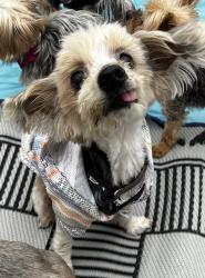 Reunited Male Dog last seen Saranac Ave and Thorne, La Mesa, La Mesa, CA 91942