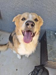 Reunited Male Dog last seen Near W Old Timer Rd, Maricopa, AZ 85139