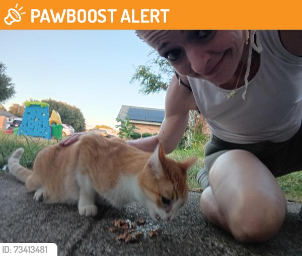 Found/Stray Unknown Cat last seen Dana Lane & Little Ranch Road, North Richland Hills, TX 76182