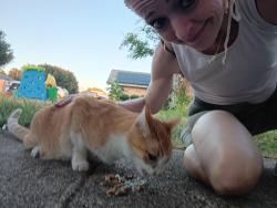 Found/Stray Unknown Cat last seen Dana Lane & Little Ranch Road, North Richland Hills, TX 76182