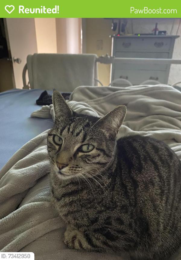 Reunited Female Cat last seen Cooper lane in Irby park tract, Huntington Beach, CA 92647