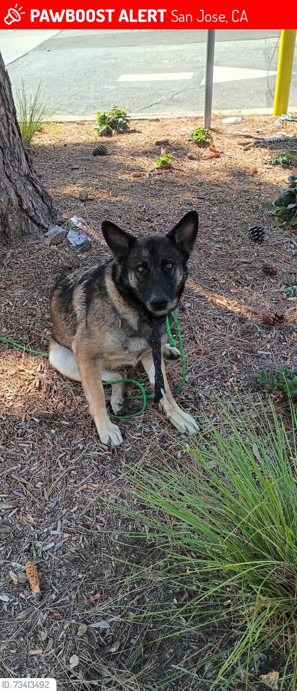 Lost Female Dog last seen Trimble & Zanker, San Jose, CA 95131