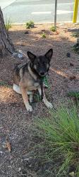 Lost Female Dog last seen Trimble & Zanker, San Jose, CA 95131