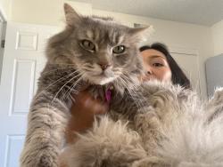 Reunited Female Cat last seen At 5736 lauretta street: two girls outside our apmt on a ring camera, San Diego, CA 92110