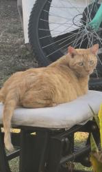 Reunited Male Cat last seen Pennsylvania Ave. Lomita Blvd., Lomita, CA 90717
