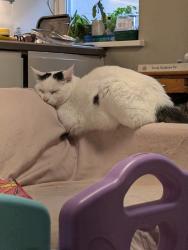 Lost Male Cat last seen St Peter's church, Brighton and Hove, England BN2 9NA