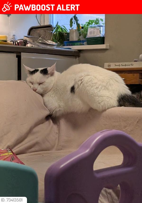 Lost Male Cat last seen St Peter's church, Brighton and Hove, England BN2 9NA