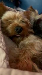 Reunited Male Dog last seen Pacific Ave, San Leandro, CA 94577, USA, San Leandro, CA 94577