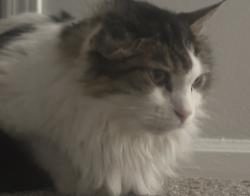 Found/Stray Male Cat last seen Heathstead Dr & Emerald Parkway, Dublin, OH 43016