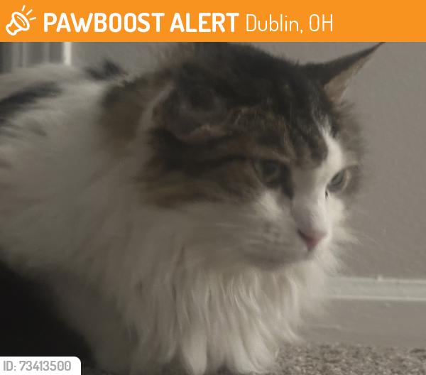 Found/Stray Male Cat last seen Heathstead Dr & Emerald Parkway, Dublin, OH 43016