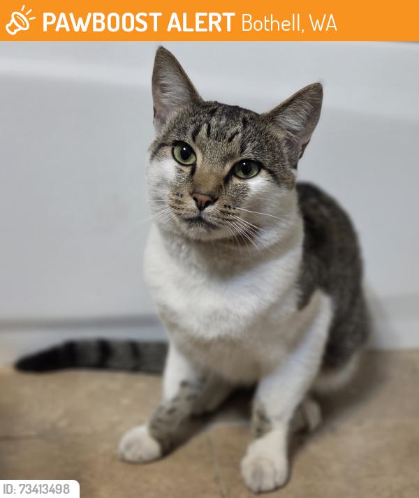 Found/Stray Unknown Cat last seen 160th and Juanita-Woodinville Way, by Jacksons/Shell has station, Bothell, WA 98011