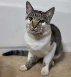 Found/Stray Unknown Cat last seen 160th and Juanita-Woodinville Way, by Jacksons/Shell has station, Bothell, WA 98011