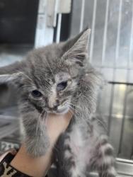 Shelter Stray Female Cat last seen DAVIDSON, 333 Chandler Pl, San Bernardino, CA 92408, USA