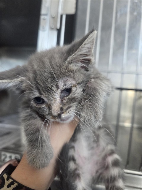 Shelter Stray Female Cat last seen DAVIDSON, 333 Chandler Pl, San Bernardino, CA 92408, USA