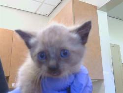 Shelter Stray Male Cat last seen JACKSON RD/EAGLES NEST RD, 95830, 3839 Bradshaw Rd, Sacramento, CA 95827, USA