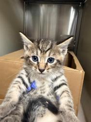 Shelter Stray Male Cat last seen FULTON AVE/EDISON AVE, 95821, 3839 Bradshaw Rd, Sacramento, CA 95827, USA